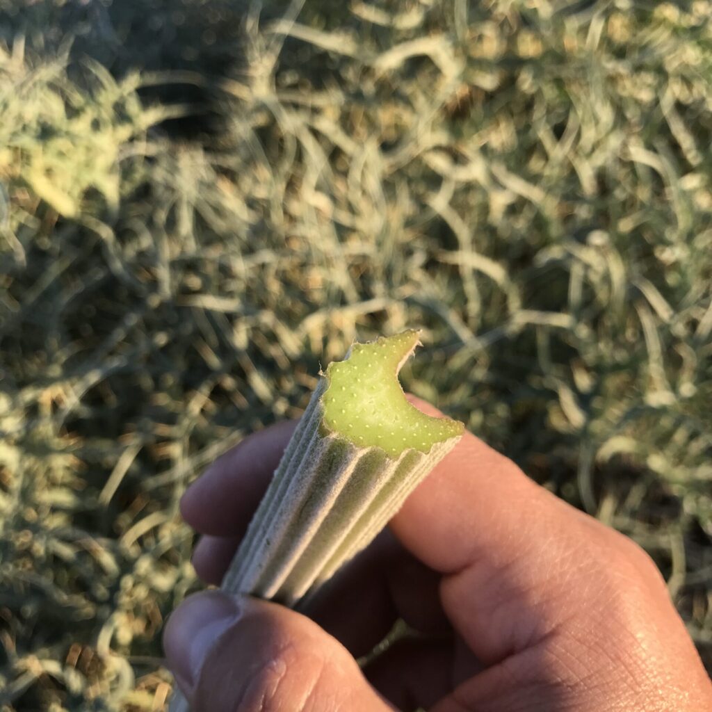 Cardo penquero (Cynara cardunculus). Créditos: ©Miquel Moya @alimento.silvestre