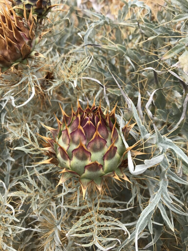 Cardo penquero (Cynara cardunculus). Créditos: ©Miquel Moya @alimento.silvestre