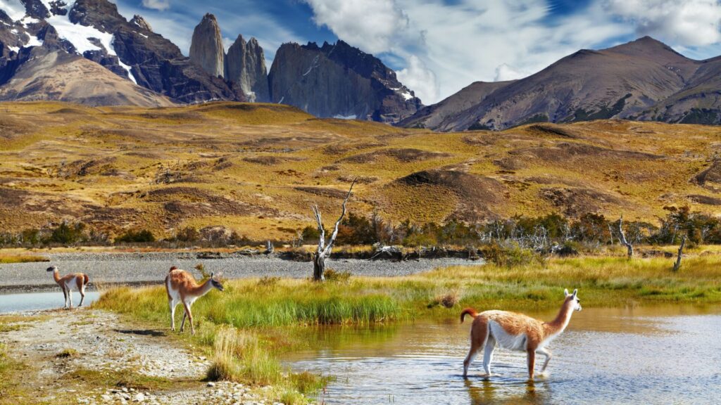Sur de Chile. Créditos: DmitryPichugin.