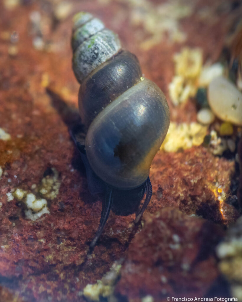 Caracol de La Chimba. Foto: Francisco Andreas