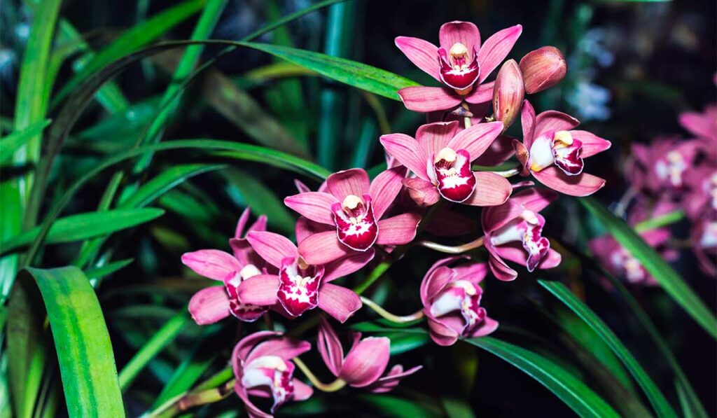 Orquídea Cymbidium. Foto: Casa Planta Blog