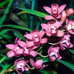 Orquídea Cymbidium. Foto: Casa Planta Blog