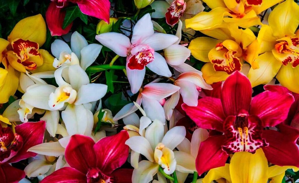 Orquídea Cymbidium. Foto: Casa planta blog