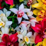 Orquídea Cymbidium. Foto: Casa planta blog