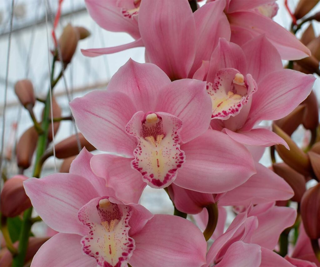 Orquídea Cymbidium. Foto: Casa Planta Blog