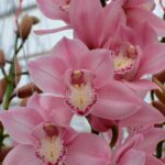 Orquídea Cymbidium. Foto: Casa Planta Blog