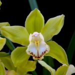 Cymbidium Japón. Foto: Fichas de Orquídeas y su cultivo
