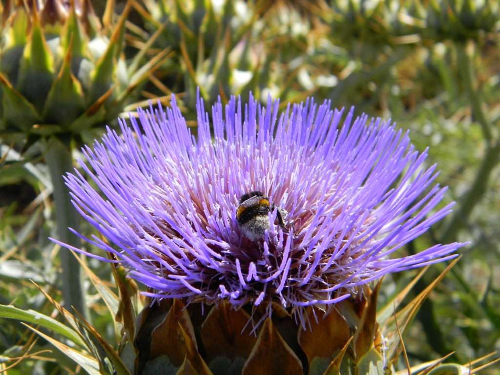 Cardo penquero (Cynara cardunculus). Créditos: ©Lucía Abello