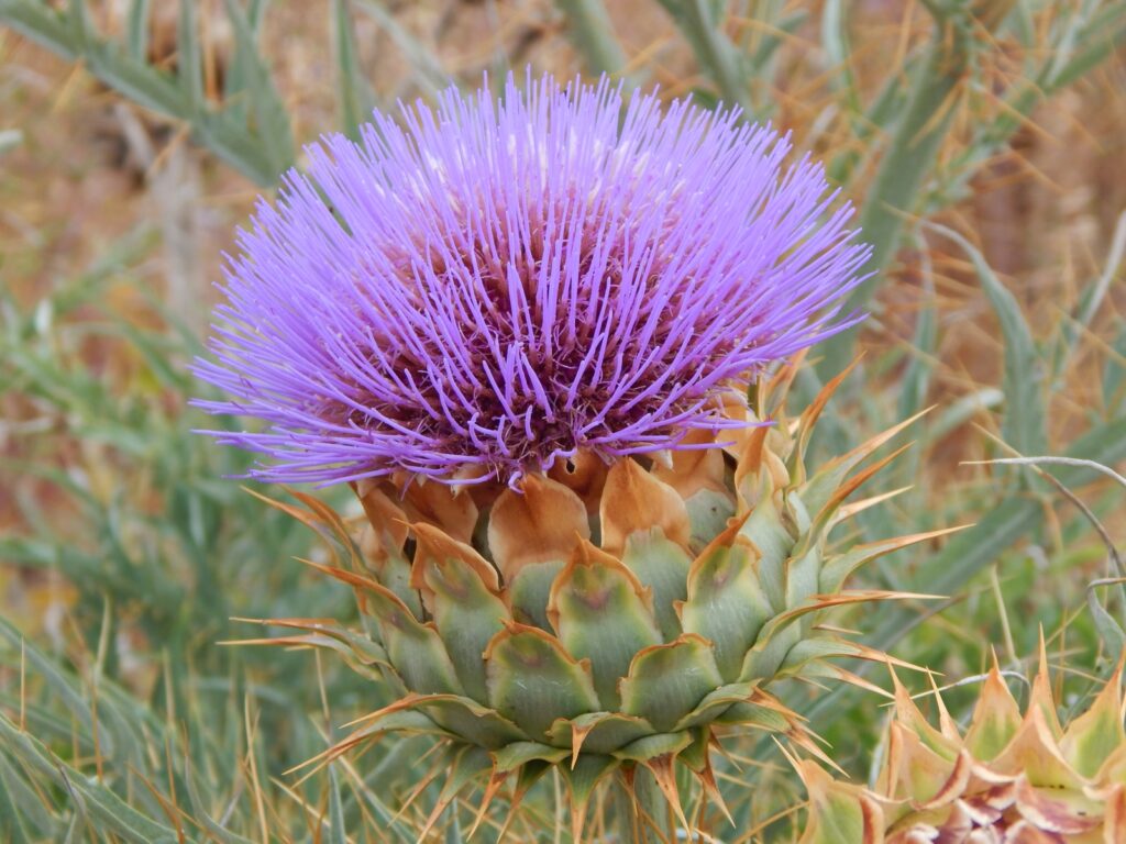 Cardo penquero (Cynara cardunculus). Créditos: ©Lucía Abello
