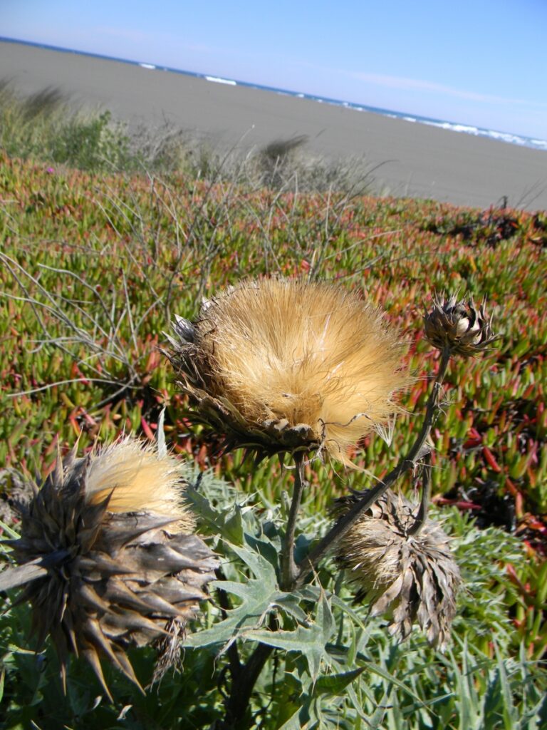 Cardo penquero (Cynara cardunculus). Créditos: ©Lucía Abello