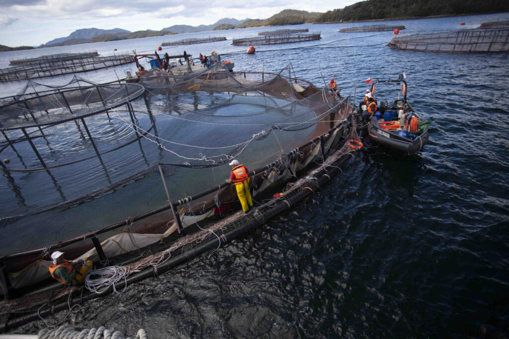 Salmonera. Créditos: Dani Casado