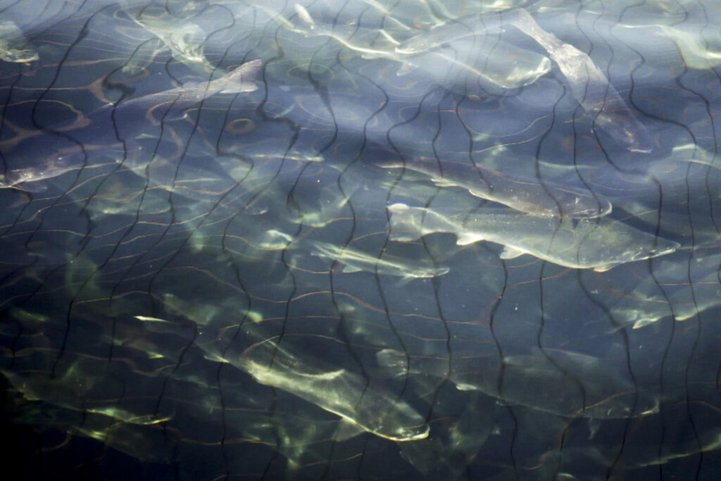 Salmones nadan dentro de una balsa-jaula, Centro de Engorda, Jechica, Archipiélago de las Guaitecas. Créditos: Dani Casado