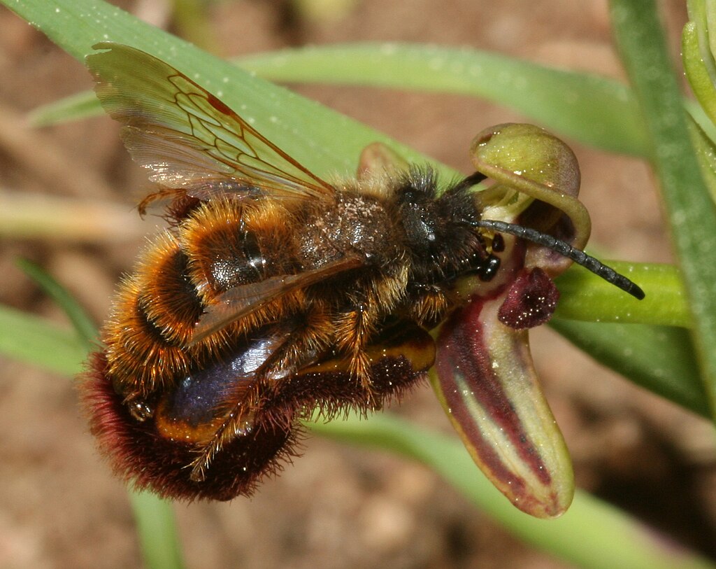 La orquídea Ophrys speculum imita a una avispa hembra. Dasyscolia ciliata trata de aparearse. Foto: Wikimedia