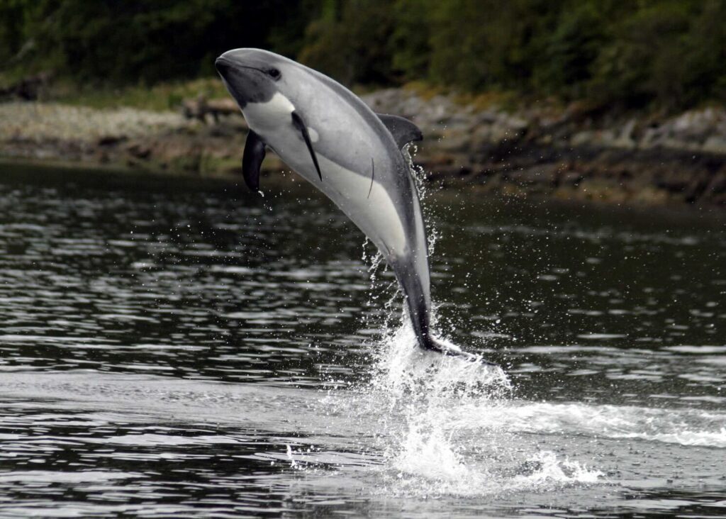 Delfín Austral (Lagenorhynchus australis). Foto: Francisco Viddi