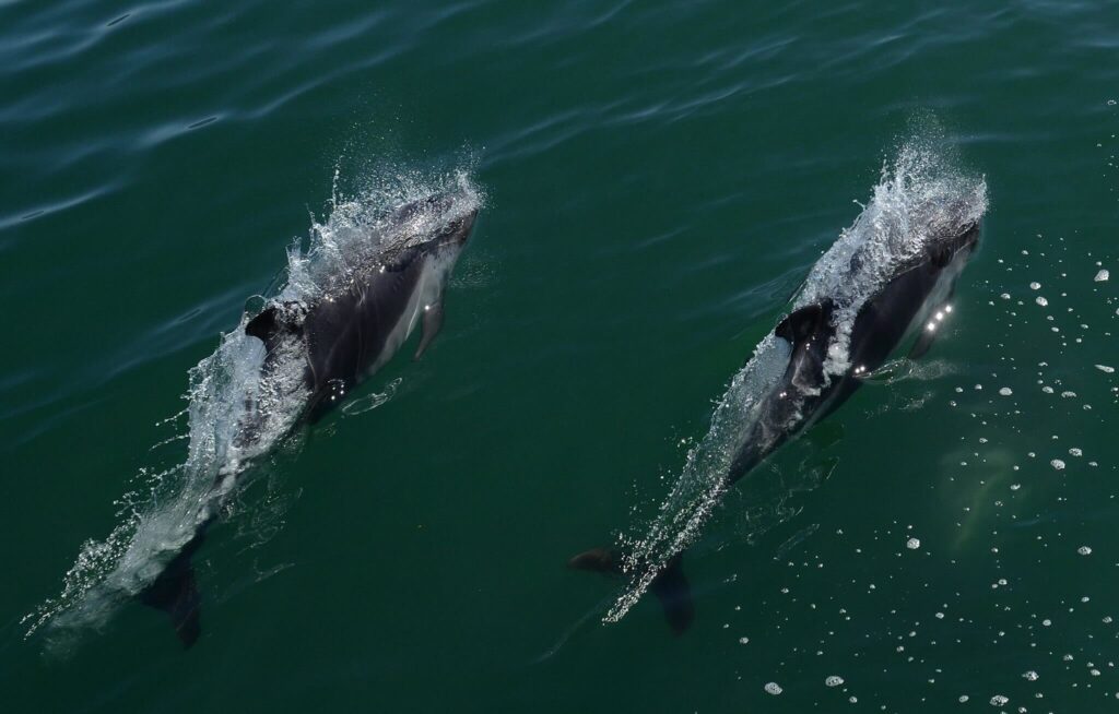 Delfín Austral (Lagenorhynchus australis). Foto: Aysen Mira al Mar