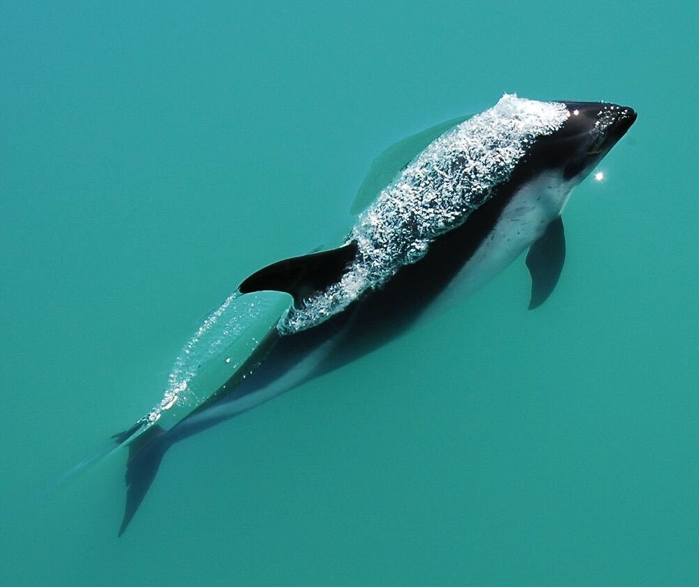 Delfín Austral (Lagenorhynchus australis) Foto: Frank Holden