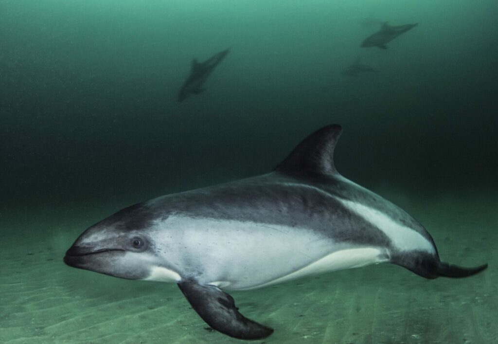 Delfín austral (Lagenorhynchus australis) Foto: Mauricio Altamirano - Oceana Chile