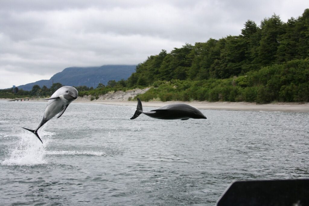 Delfín Austral (Lagenorhynchus australis). Foto: Francisco Viddi