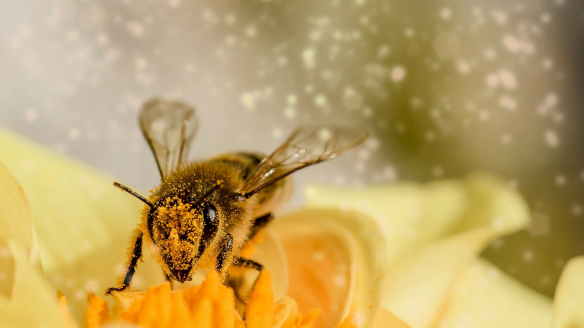 Abeja esparciendo polen. Foto: LeMexico