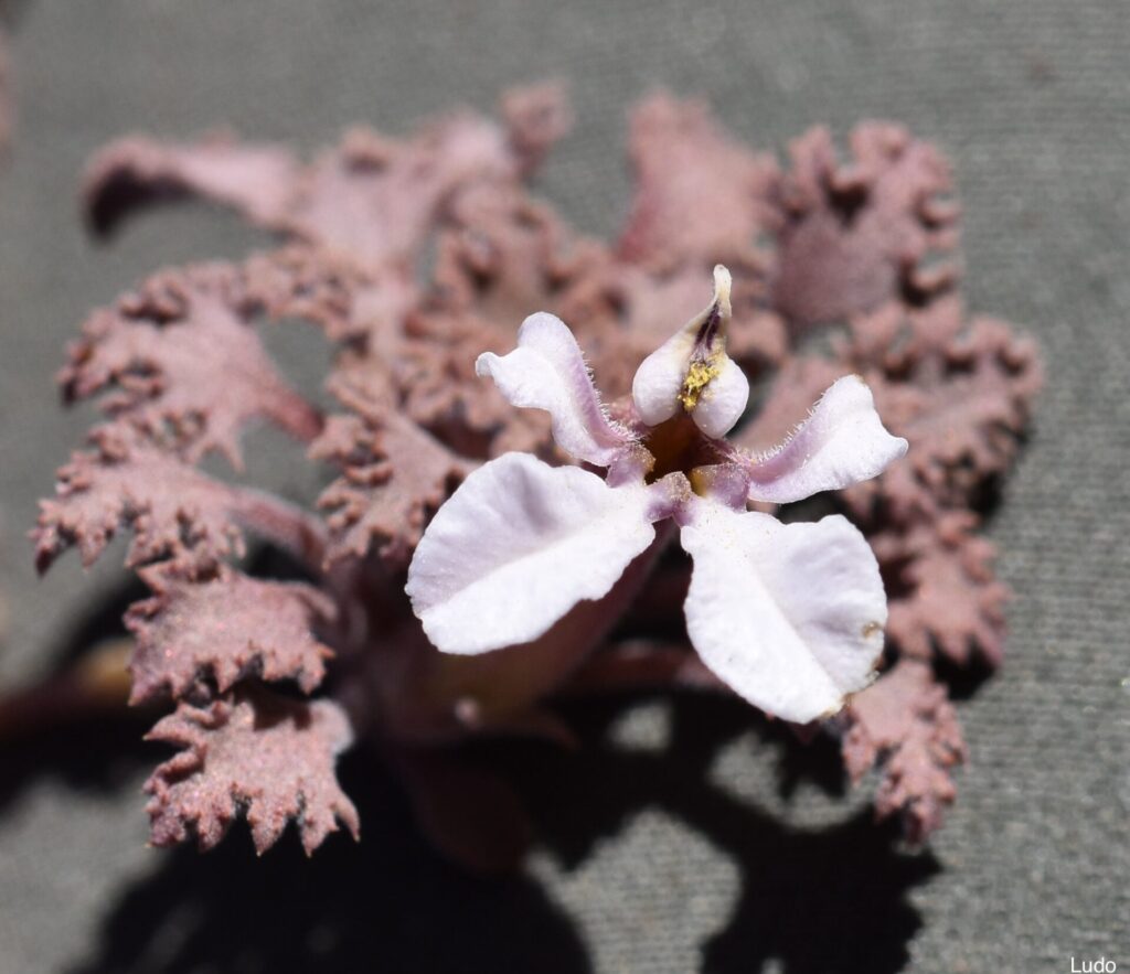 ﻿Cyphocarpus perennis. Créditos: Claire De Schrevel
