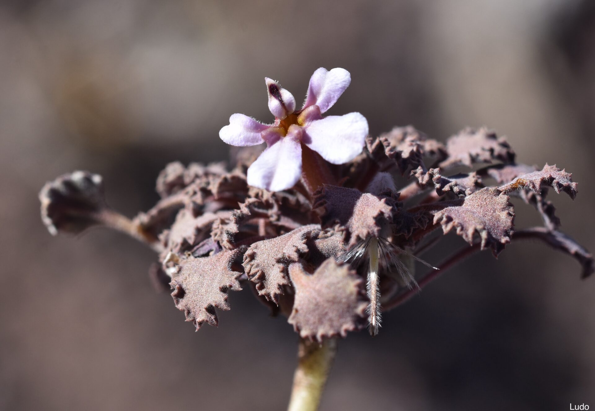 Endémica y resistente: Así es la nueva planta descubierta en las altas montañas del desierto de Atacama