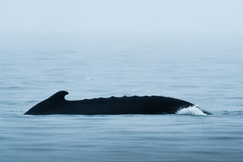 Ballena jorobada. Créditos: David Cossio