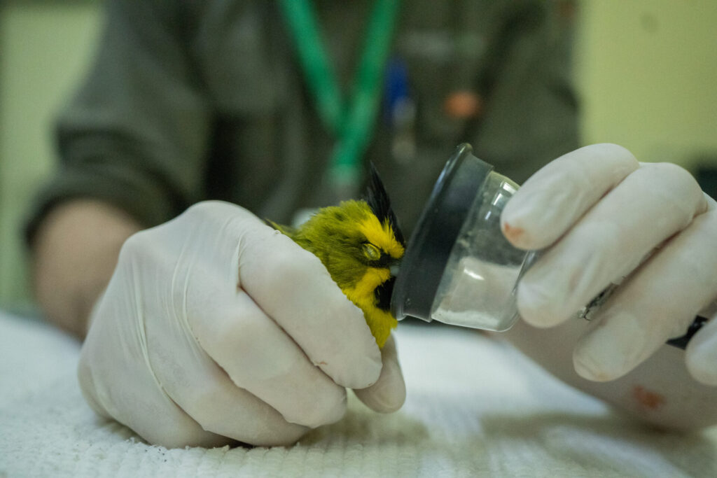 Cardenal amarillo. Créditos: Fundación Temaikèn