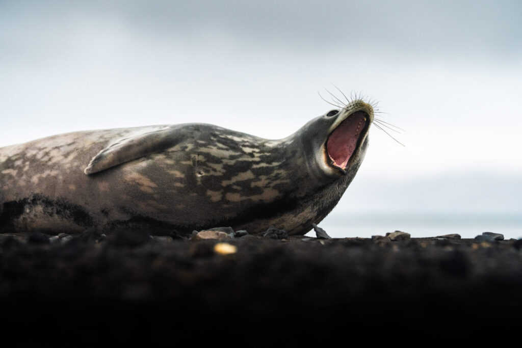 Foca de Weddel en Isla Decepción. Créditos: David Cossio