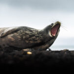 Foca de Weddel en Isla Decepción. Créditos: David Cossio