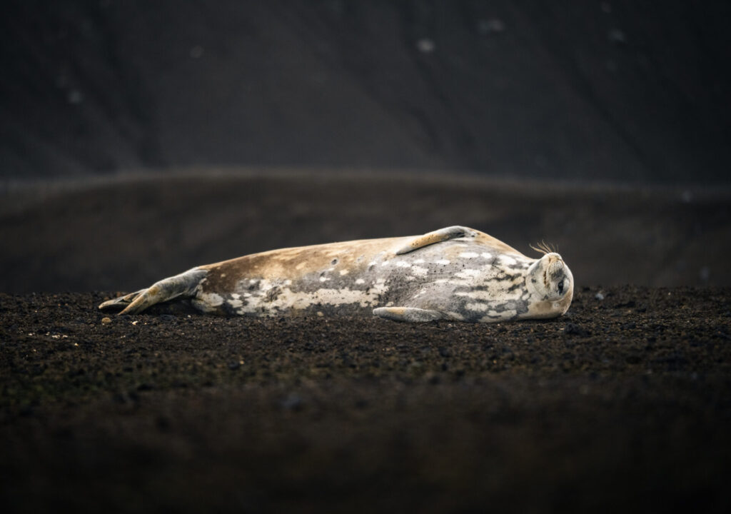 Foca de Weddel en Isla Decepción. Créditos: David Cossio
