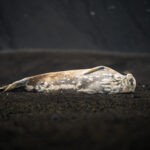 Foca de Weddel en Isla Decepción. Créditos: David Cossio
