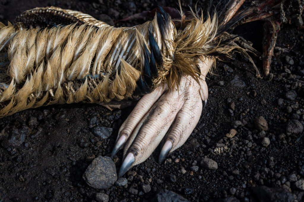 Cadaver de Pingüino. Créditos: David Cossio