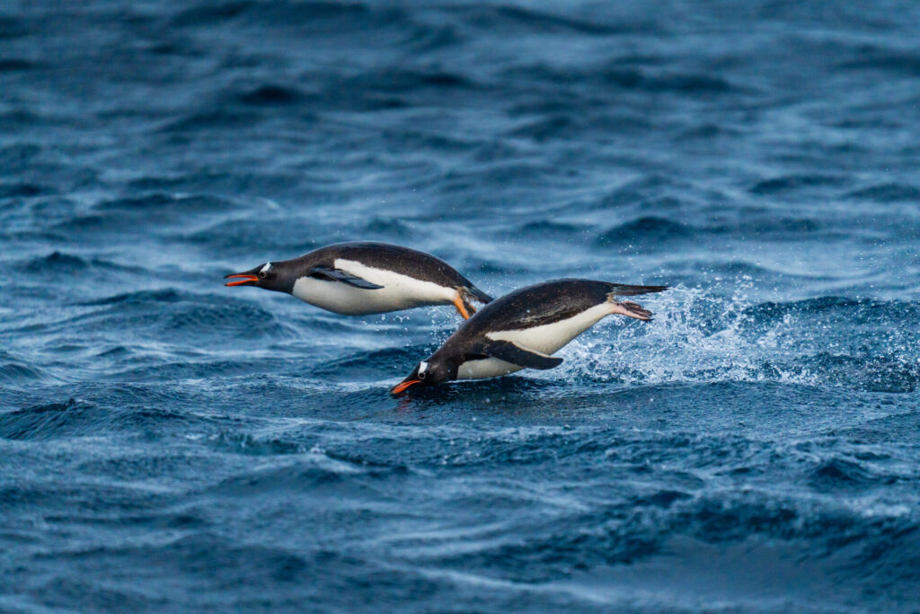 Pingüinos en vuelo, Isla Trinidad. Créditos: David Cossio