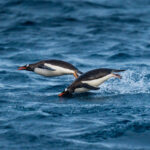 Pingüinos en vuelo, Isla Trinidad. Créditos: David Cossio