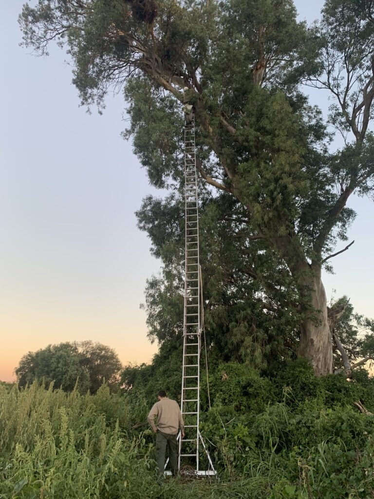 Equipo del proyecto accediendo al nido de Ekilore. Créditos: Centro para el Estudio y Conservación de las Aves Rapaces en Argentina