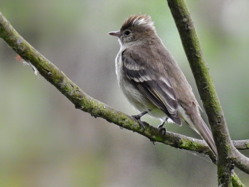 Fiofío (Elaenia albiceps). Créditos: Esteban Poveda.