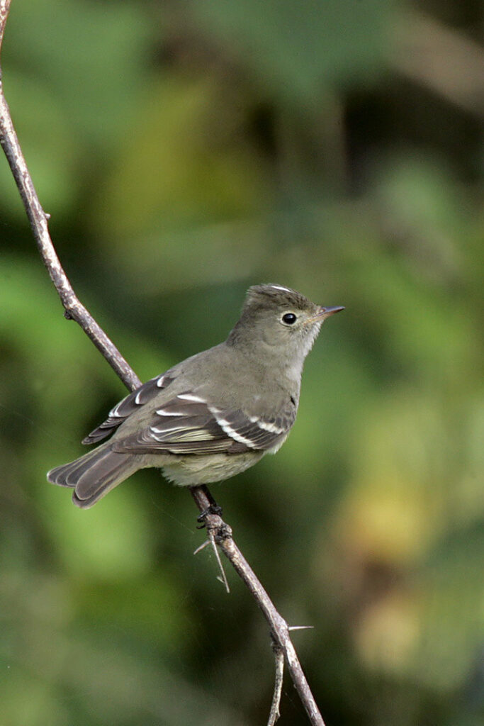 Fiofío (Elaenia albiceps). Créditos: Steve Bentsen.