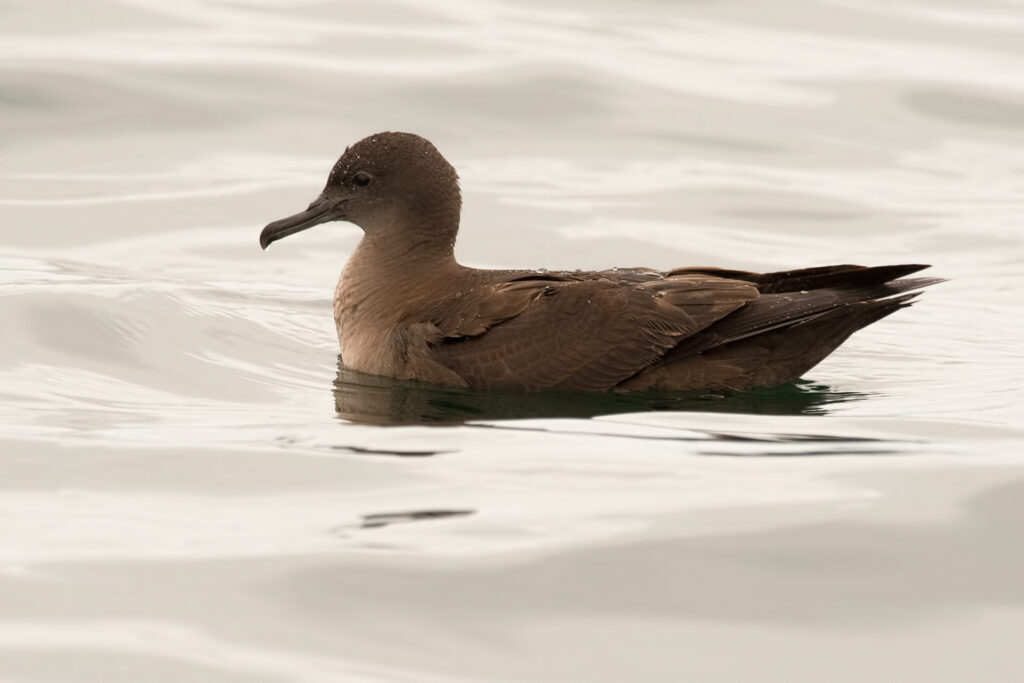 Fardela negra (Ardenna grisea). Créditos: Rubén Barraza