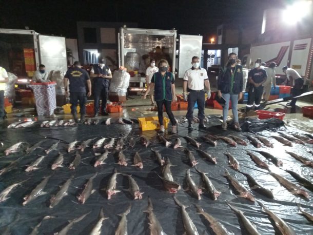 En 2021, autoridades peruanas decomisaron cuerpos de tiburones martillo juveniles provenientes de Ecuador. Foto: FEMA.