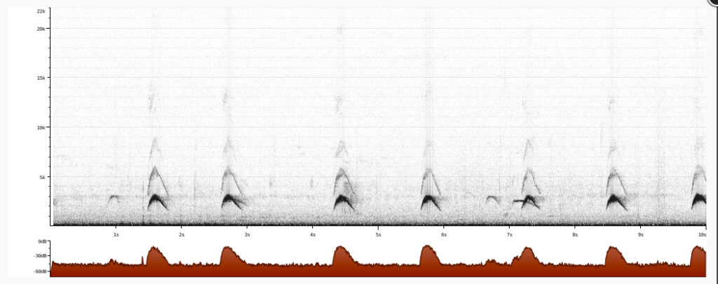 Sonograma de Elaenia albiceps. Créditos: Alex Toledo, XC884178. Accesible en www.xeno-canto.org/884178.