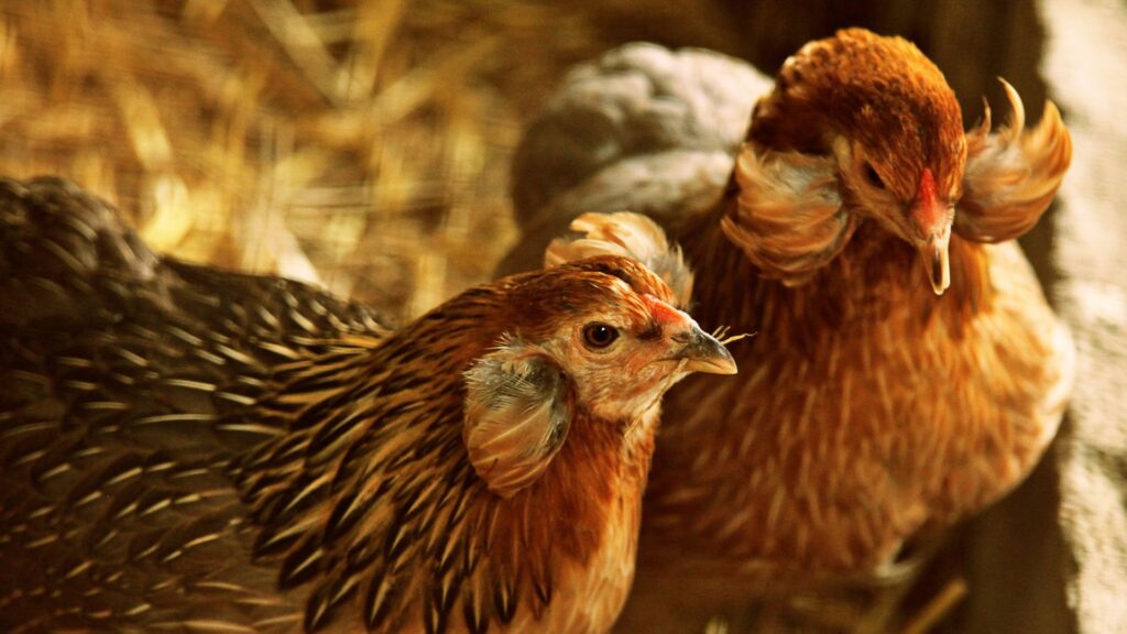 Gallina Mapuche. Créditos: MATTHIASRABBIONE.