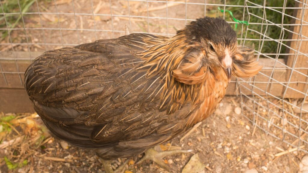 Gallina Mapuche, Araucana. Créditos: OceanProd.