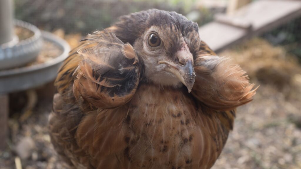 Gallina Mapuche, ketro Créditos: OceanProd.
