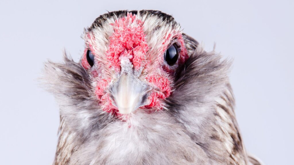 Gallina Mapuche. Créditos: Willscape.
