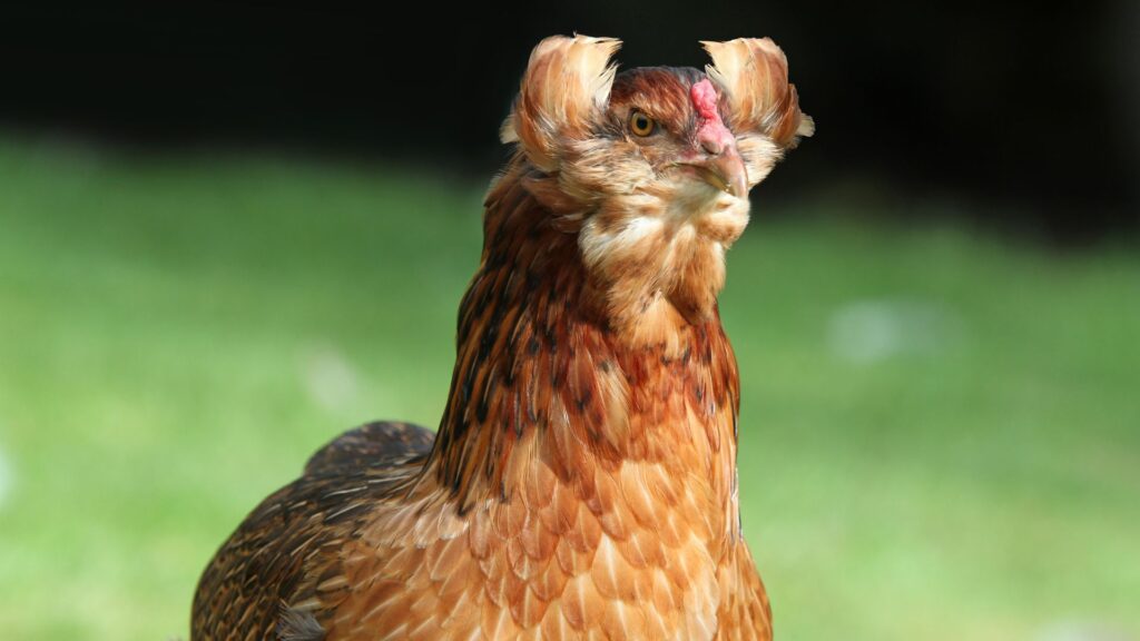 Gallina Mapuche, Araucana. Créditos: MelaniMarfeld.