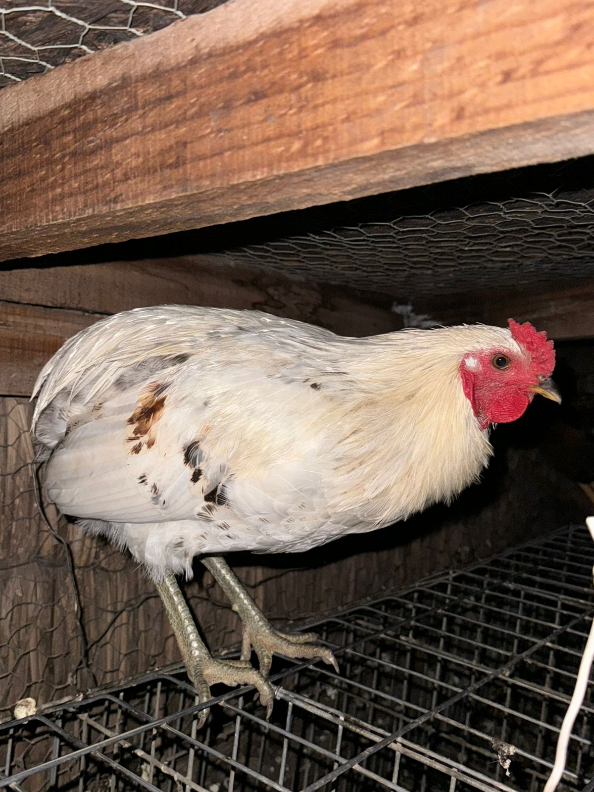 ¿Existieron gallinas en Chile antes de la llegada de los españoles? Los misterios de la gallina mapuche y sus huevos azules