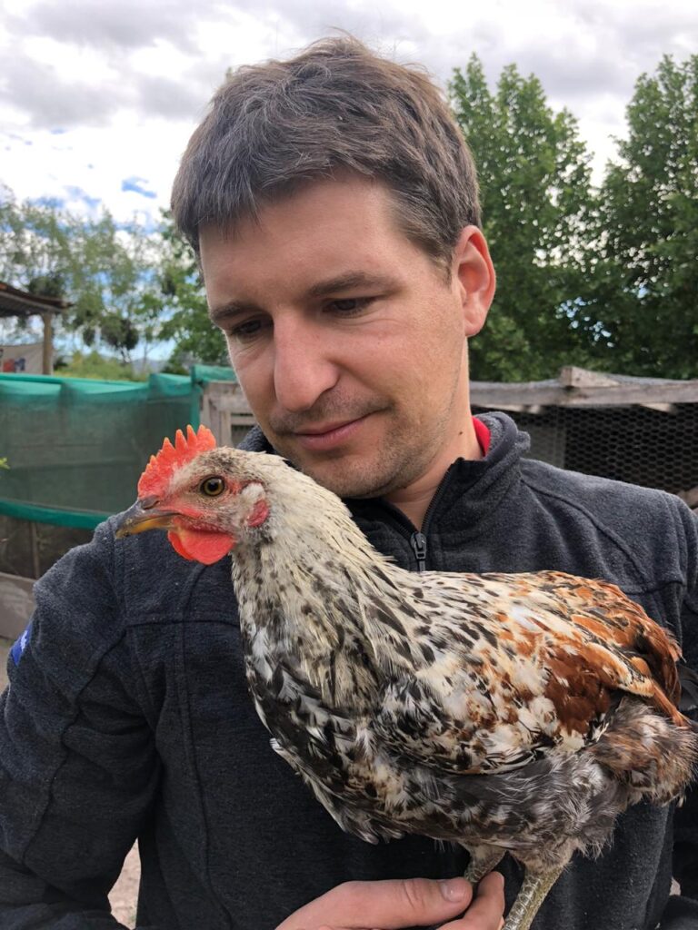 Gallina Mapuche. Créditos: Askaan Wohlt.