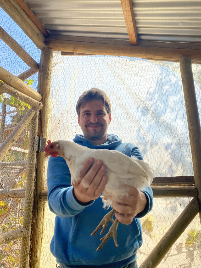 Gallina Mapuche. Créditos: Askaan Wohlt.