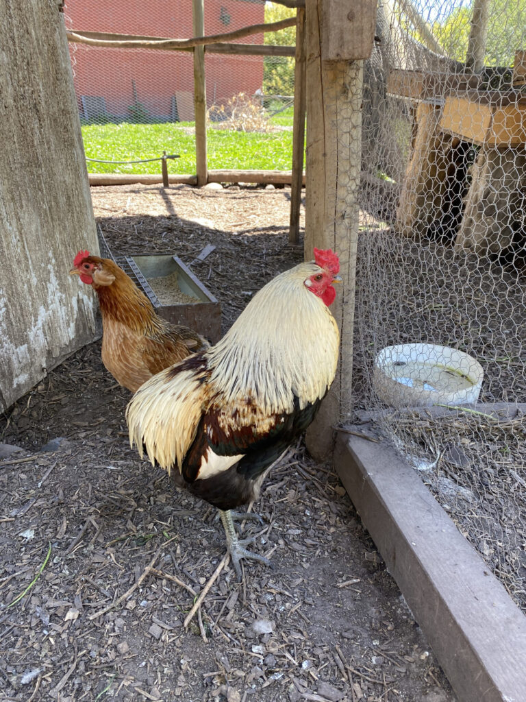Gallo Mapuche. Créditos: Askaan Wohlt.