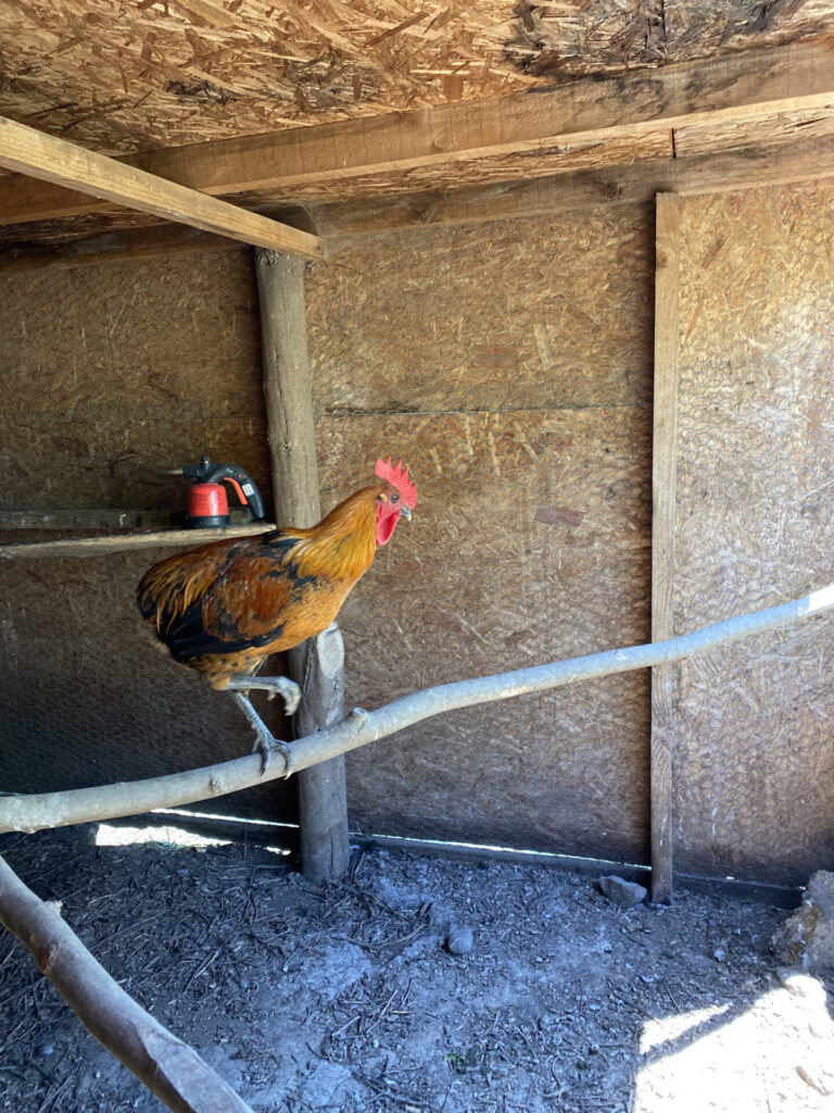 Gallo Mapuche. Créditos: Askaan Wohlt.